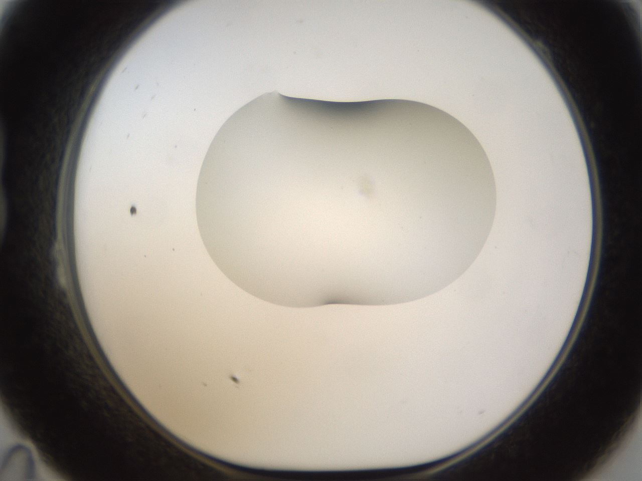 folderID175_plateID1175_batchID3226_wellNum23_profileID1_d1_r64277_ef.jpg