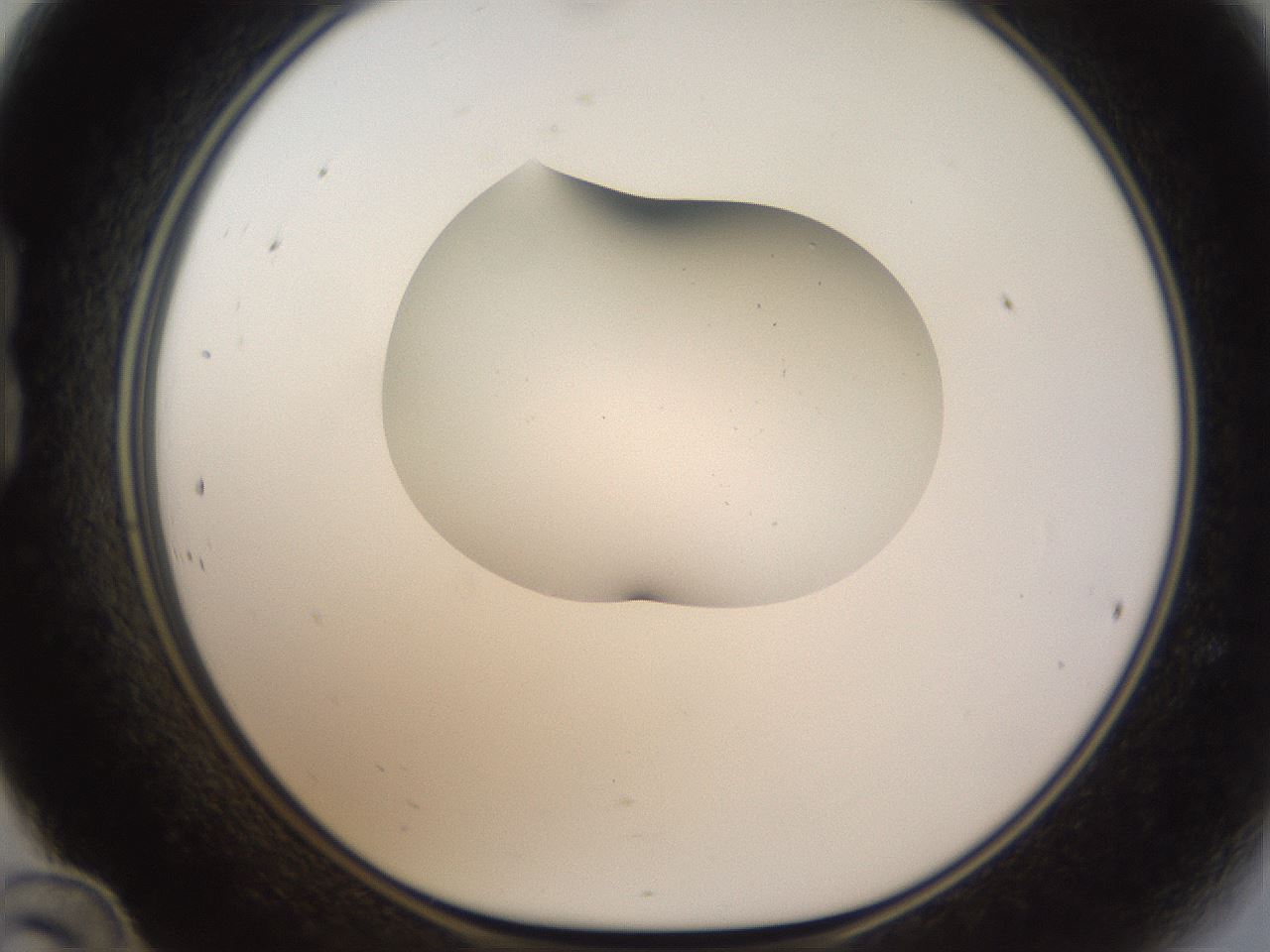 folderID175_plateID1175_batchID3226_wellNum24_profileID1_d1_r64278_ef.jpg