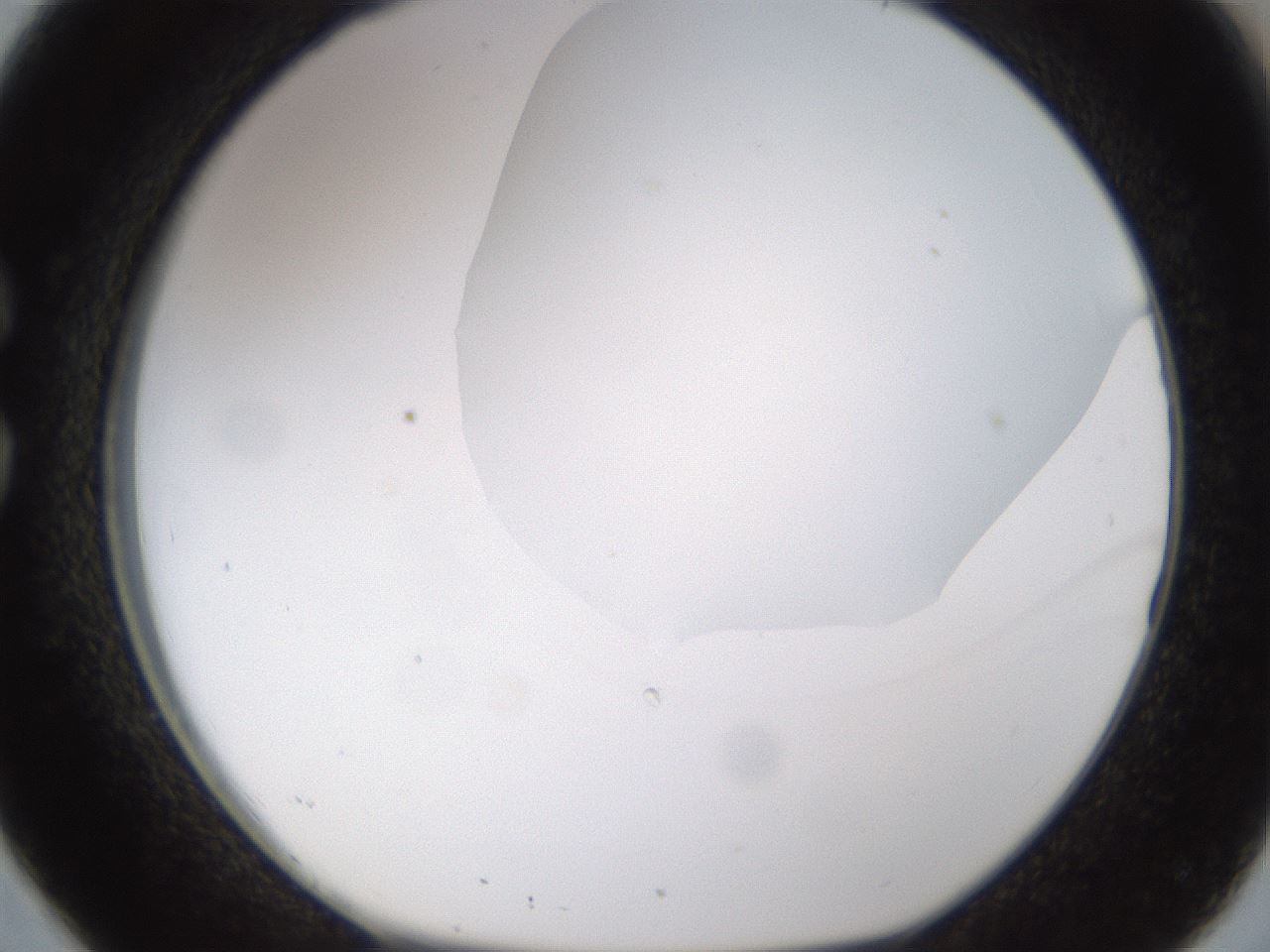 folderID175_plateID1175_batchID3226_wellNum26_profileID1_d1_r64280_ef.jpg