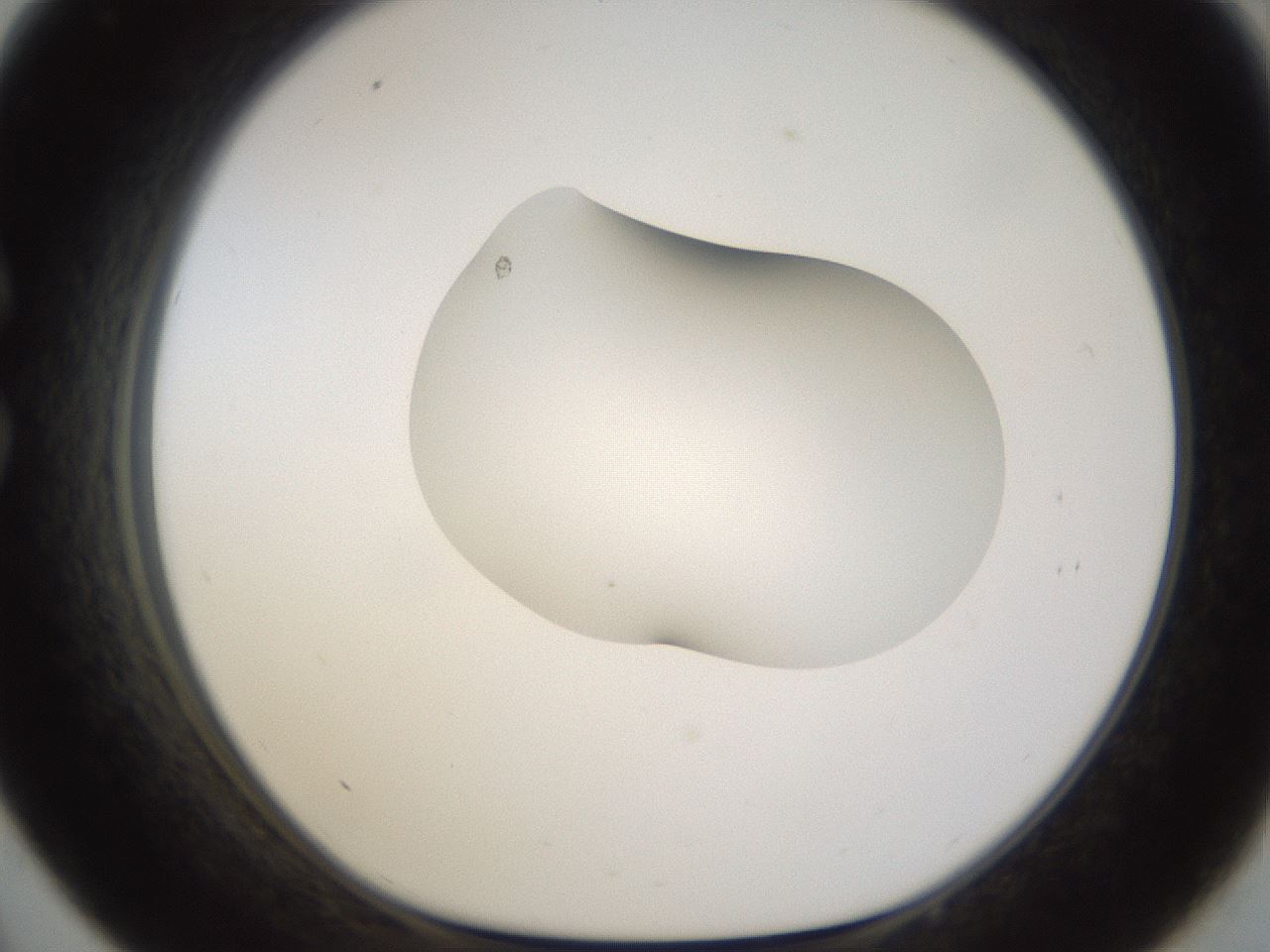 folderID175_plateID1175_batchID3226_wellNum33_profileID1_d1_r64287_ef.jpg