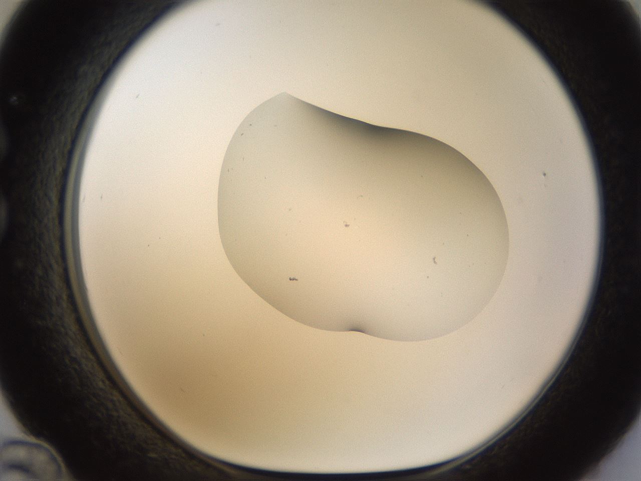 folderID175_plateID1175_batchID3226_wellNum36_profileID1_d1_r64290_ef.jpg