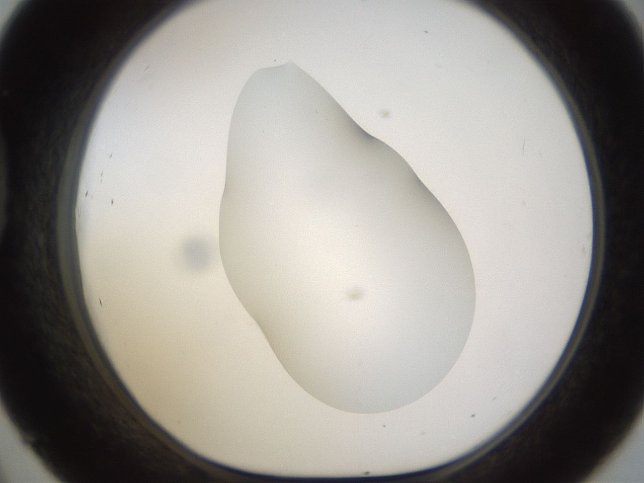 folderID175_plateID1175_batchID3226_wellNum45_profileID1_d1_r64299_ef.jpg