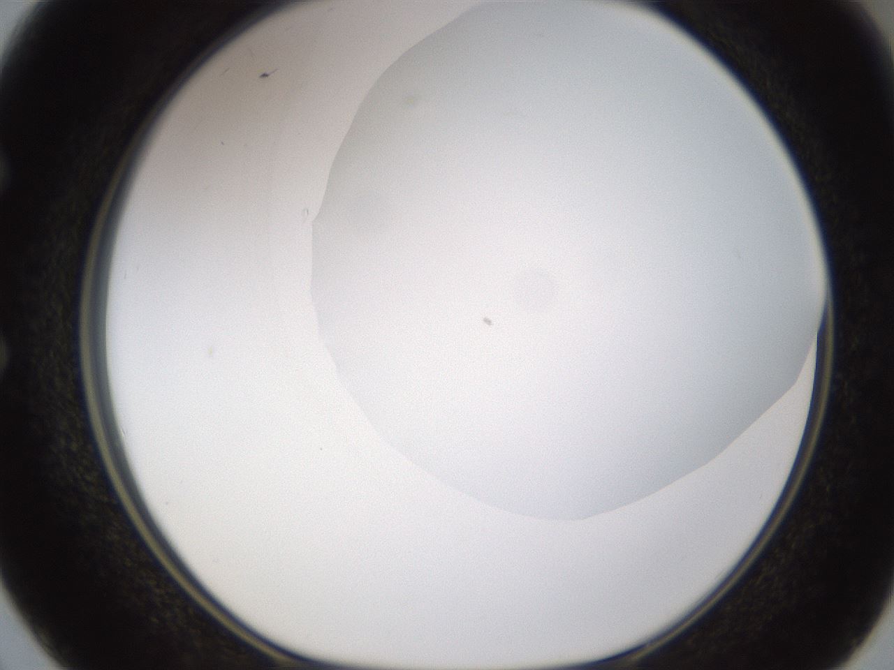 folderID175_plateID1175_batchID3226_wellNum50_profileID1_d1_r64304_ef.jpg