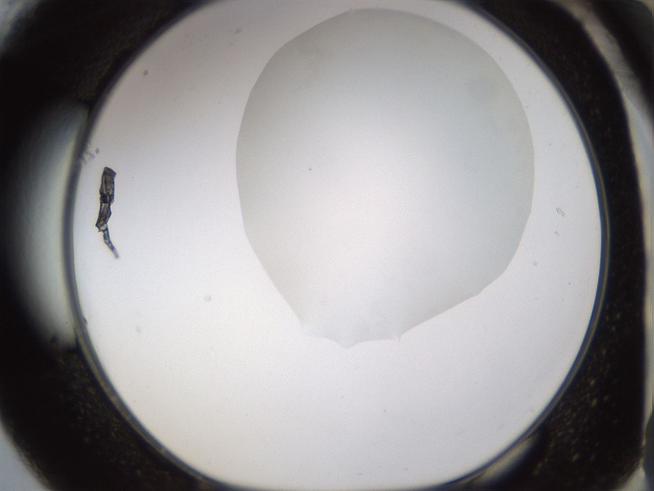 folderID175_plateID1175_batchID3226_wellNum61_profileID1_d1_r64315_ef.jpg