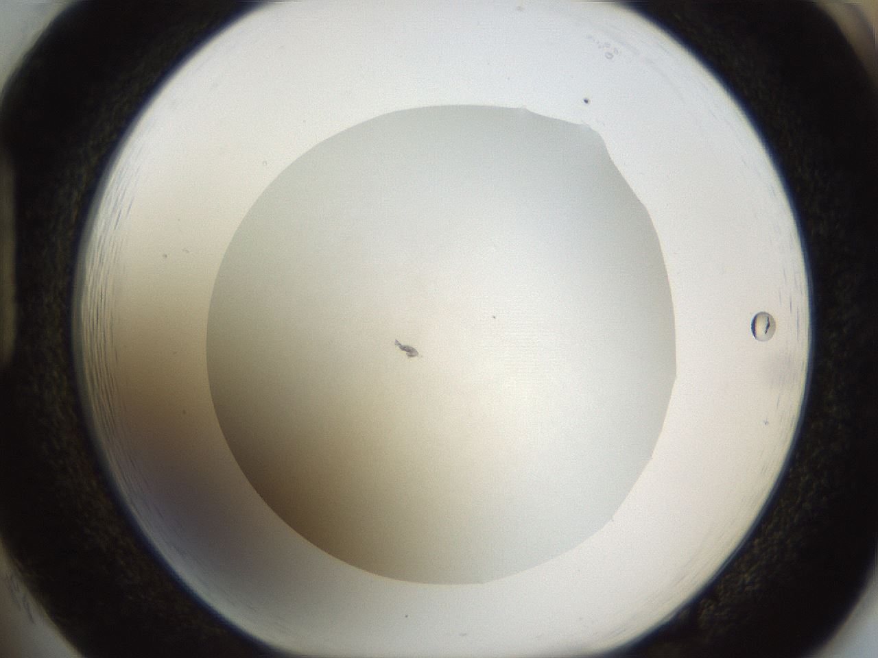 folderID175_plateID1175_batchID3226_wellNum85_profileID1_d1_r64339_ef.jpg