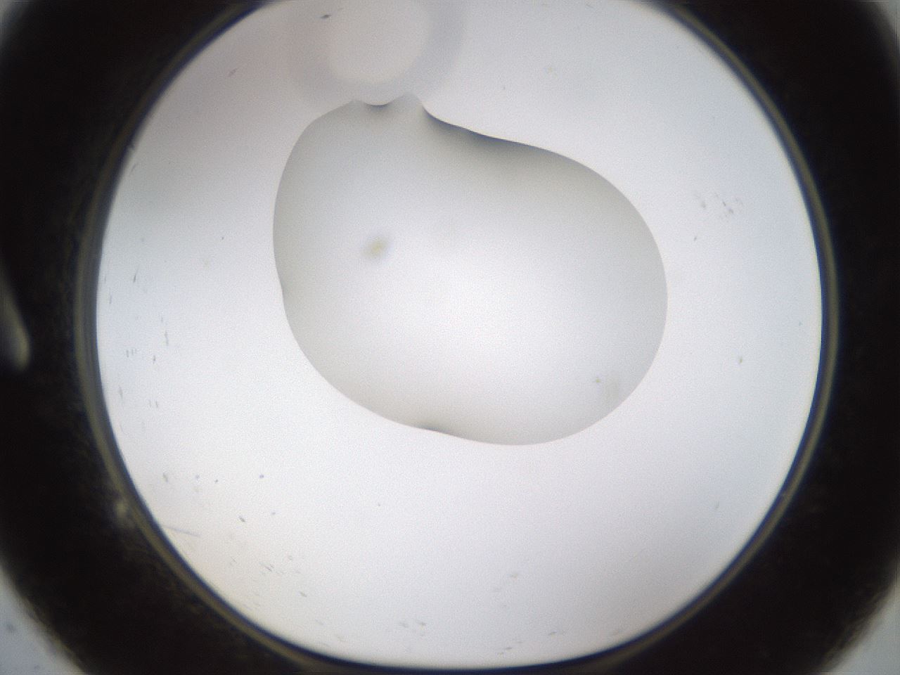 folderID175_plateID1175_batchID3226_wellNum9_profileID1_d1_r64263_ef.jpg