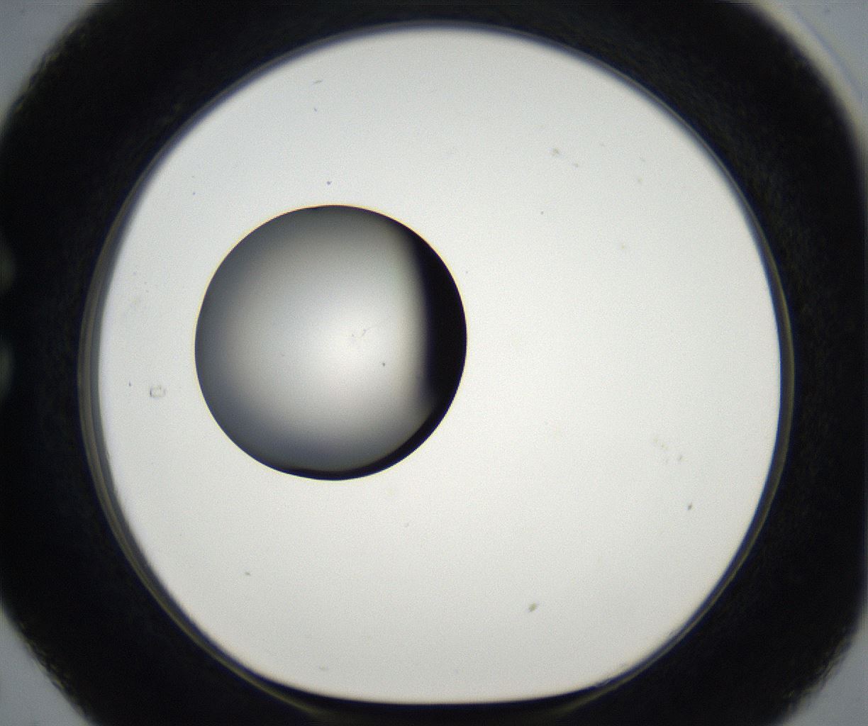 folderID175_plateID2175_batchID9608_wellNum29_profileID1_d1_r147007_ef.jpg