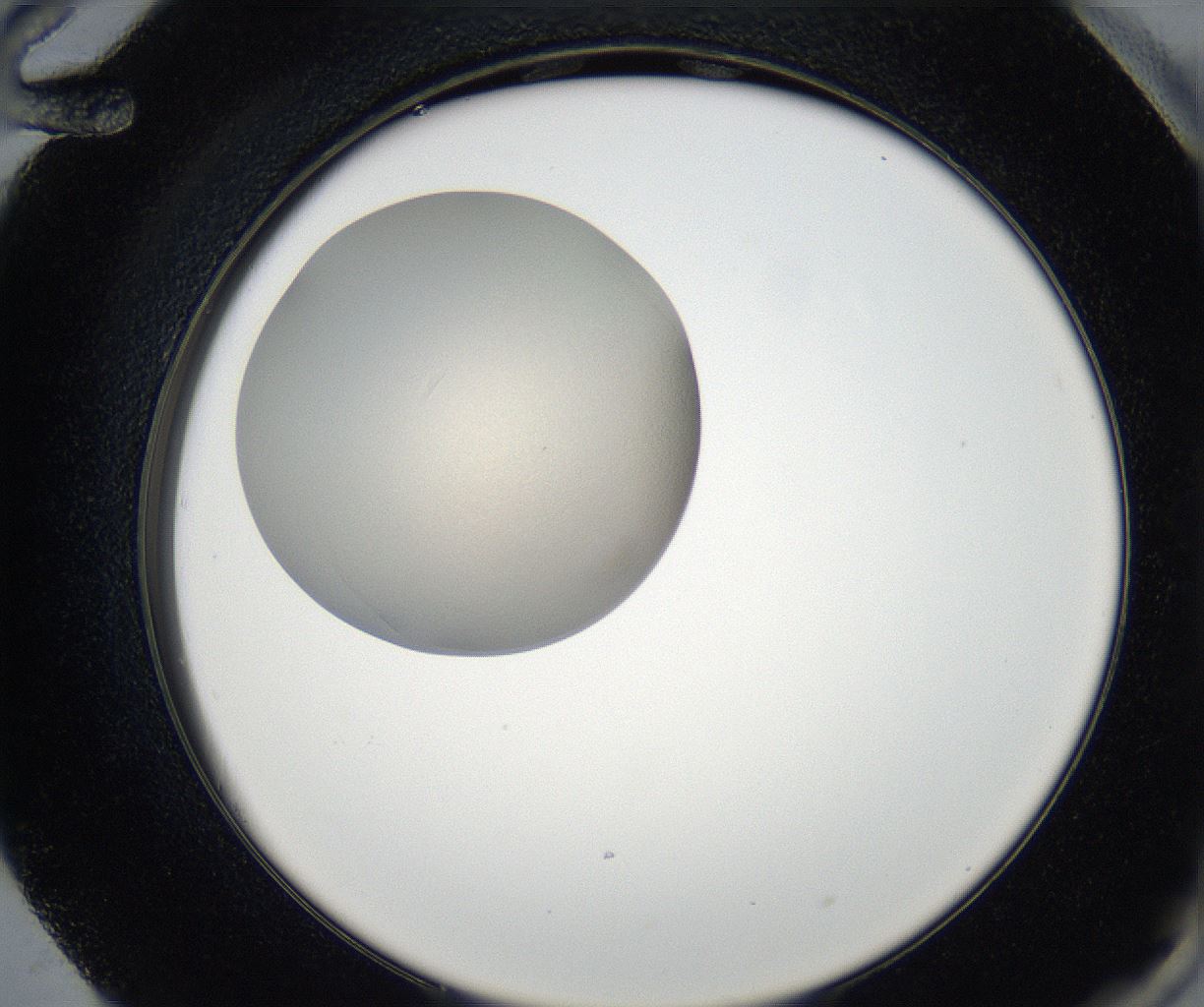 folderID175_plateID2175_batchID9608_wellNum72_profileID1_d2_r147094_ef.jpg