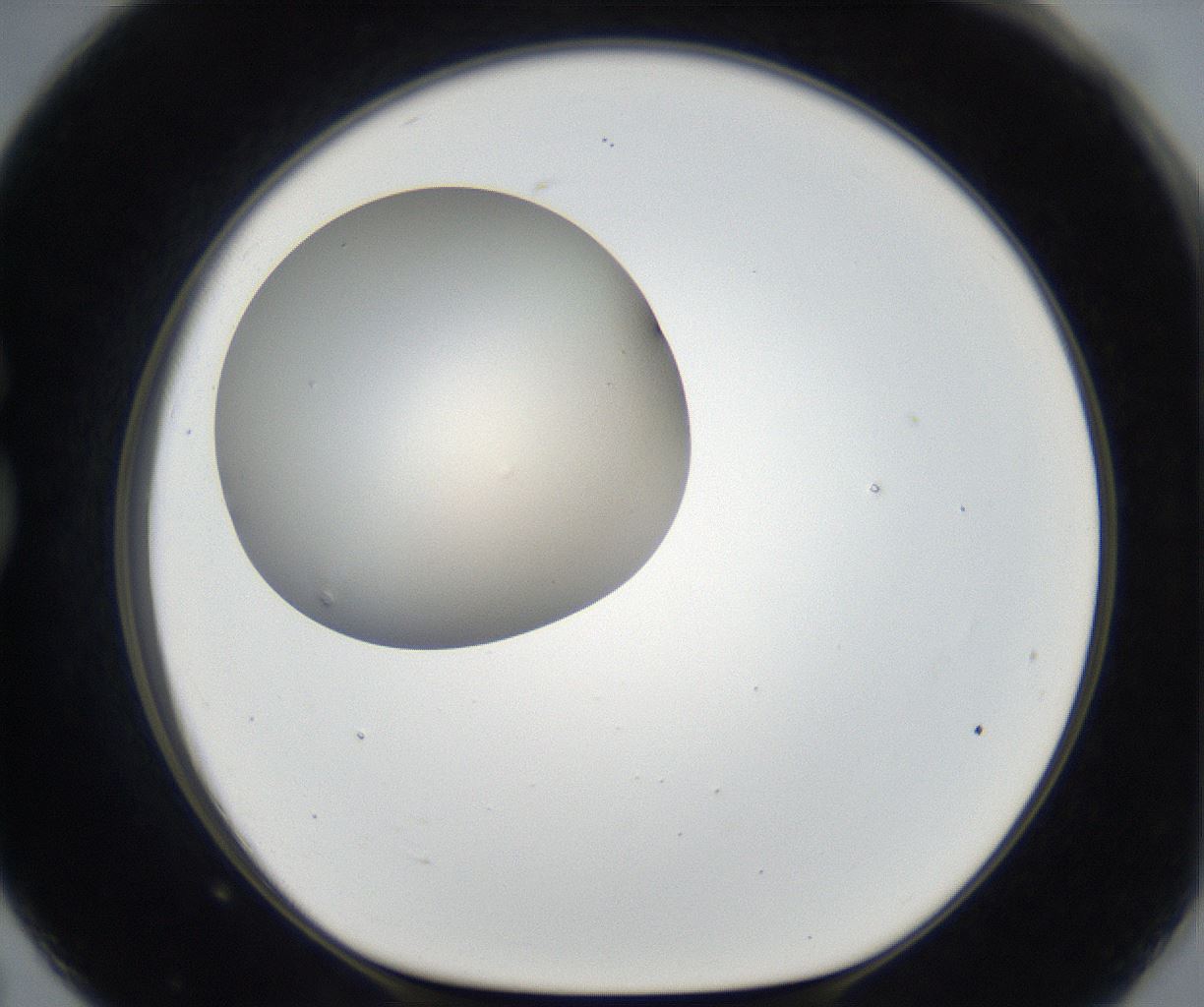 folderID175_plateID2175_batchID9608_wellNum79_profileID1_d1_r147107_ef.jpg