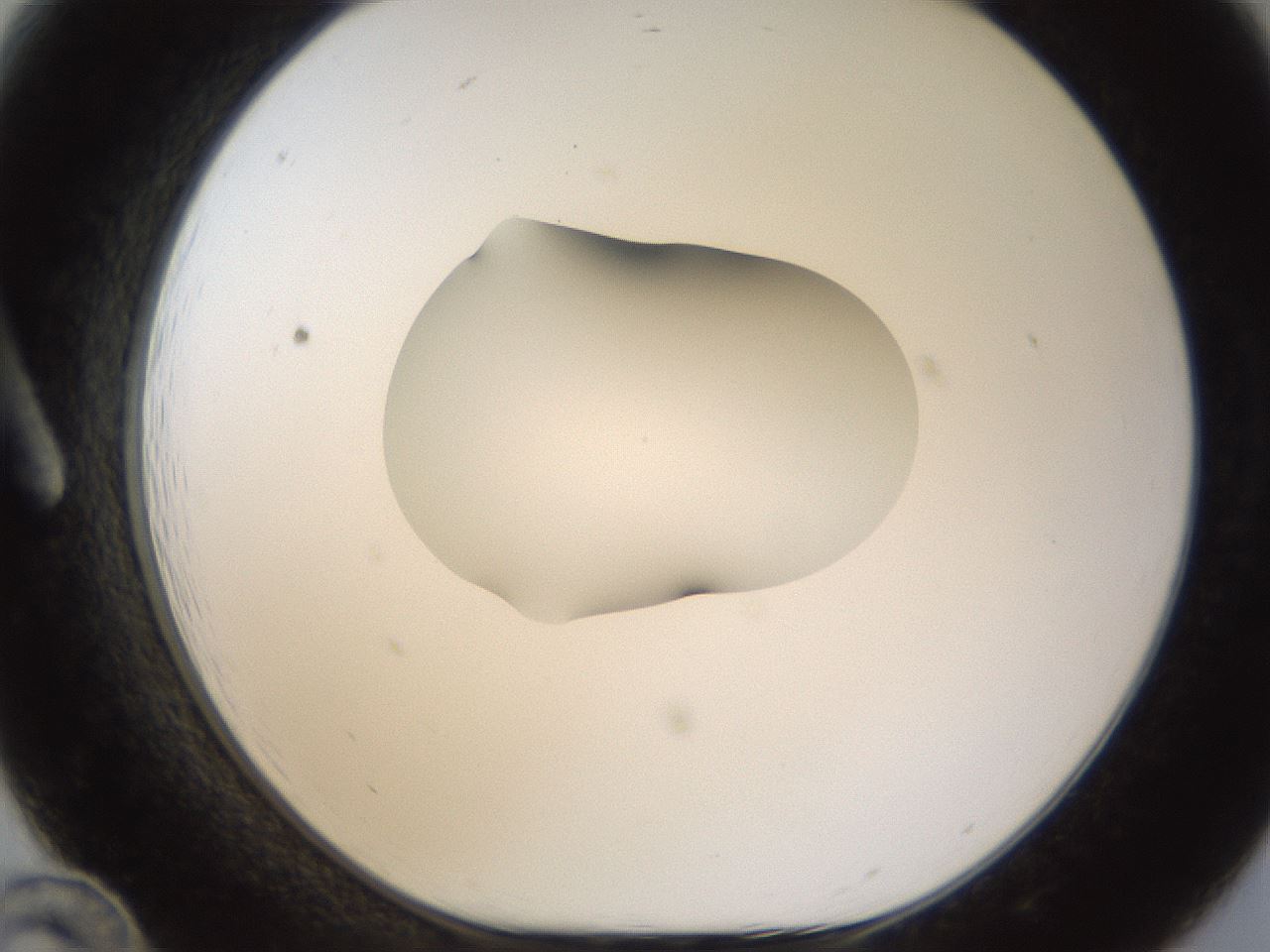 folderID176_plateID1176_batchID3247_wellNum12_profileID1_d1_r64650_ef.jpg