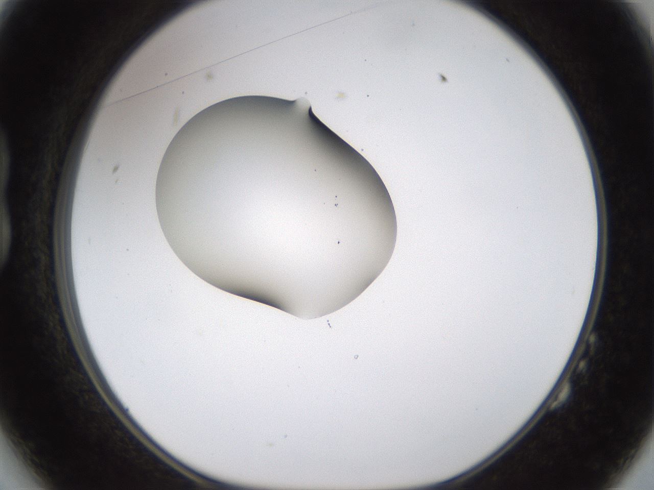 folderID176_plateID1176_batchID3247_wellNum14_profileID1_d1_r64652_ef.jpg