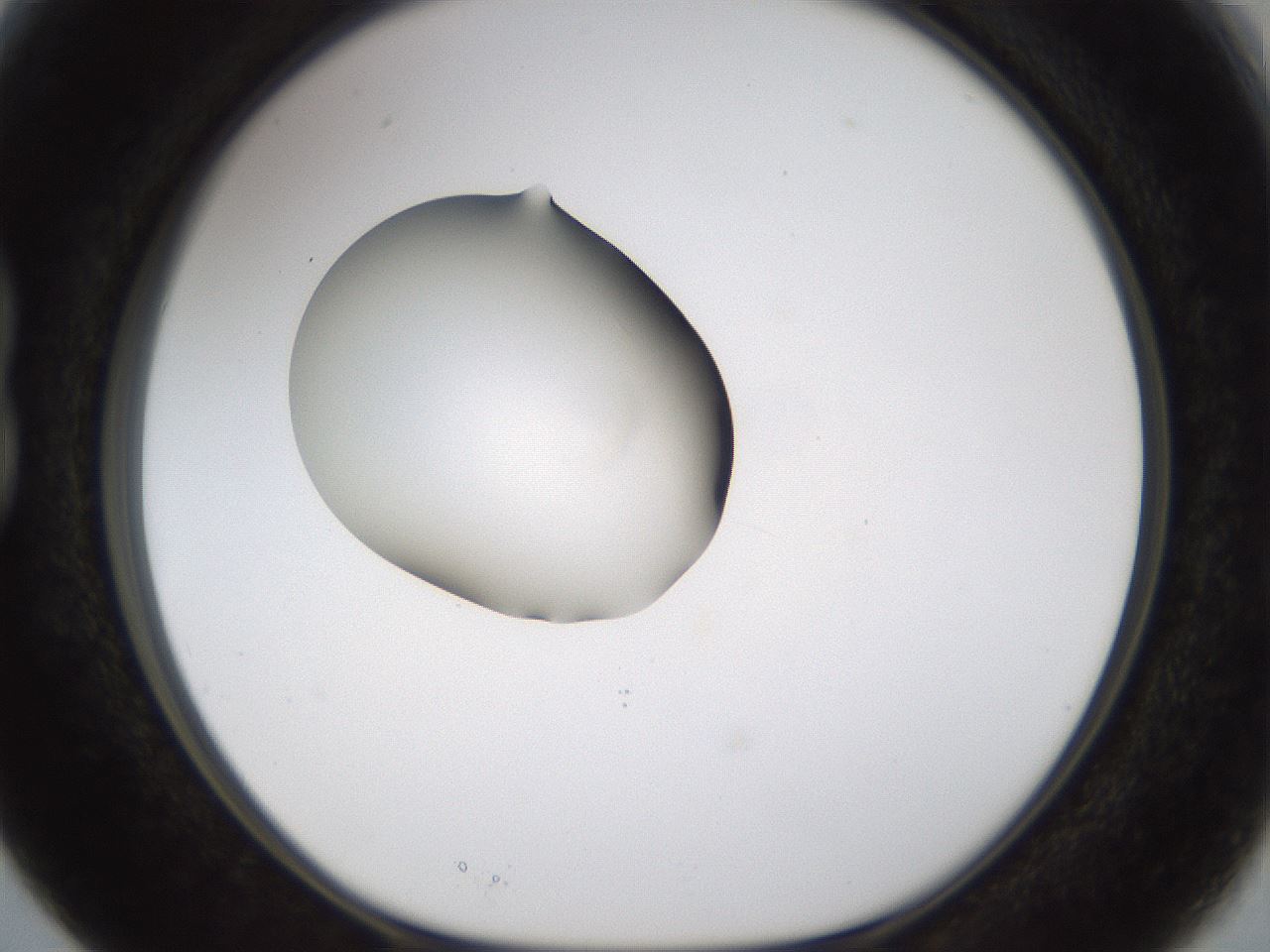 folderID176_plateID1176_batchID3247_wellNum15_profileID1_d1_r64653_ef.jpg