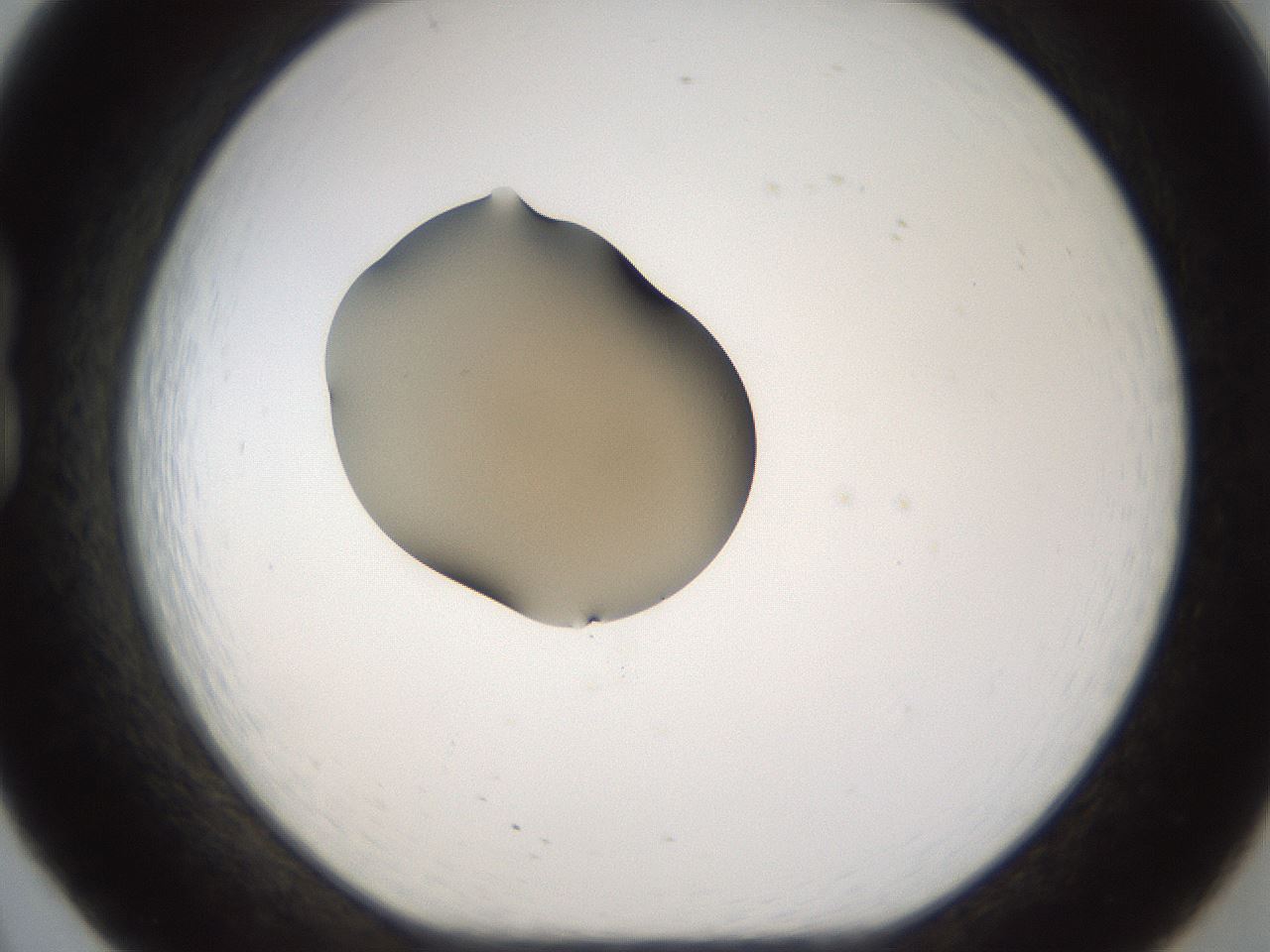 folderID176_plateID1176_batchID3247_wellNum20_profileID1_d1_r64658_ef.jpg