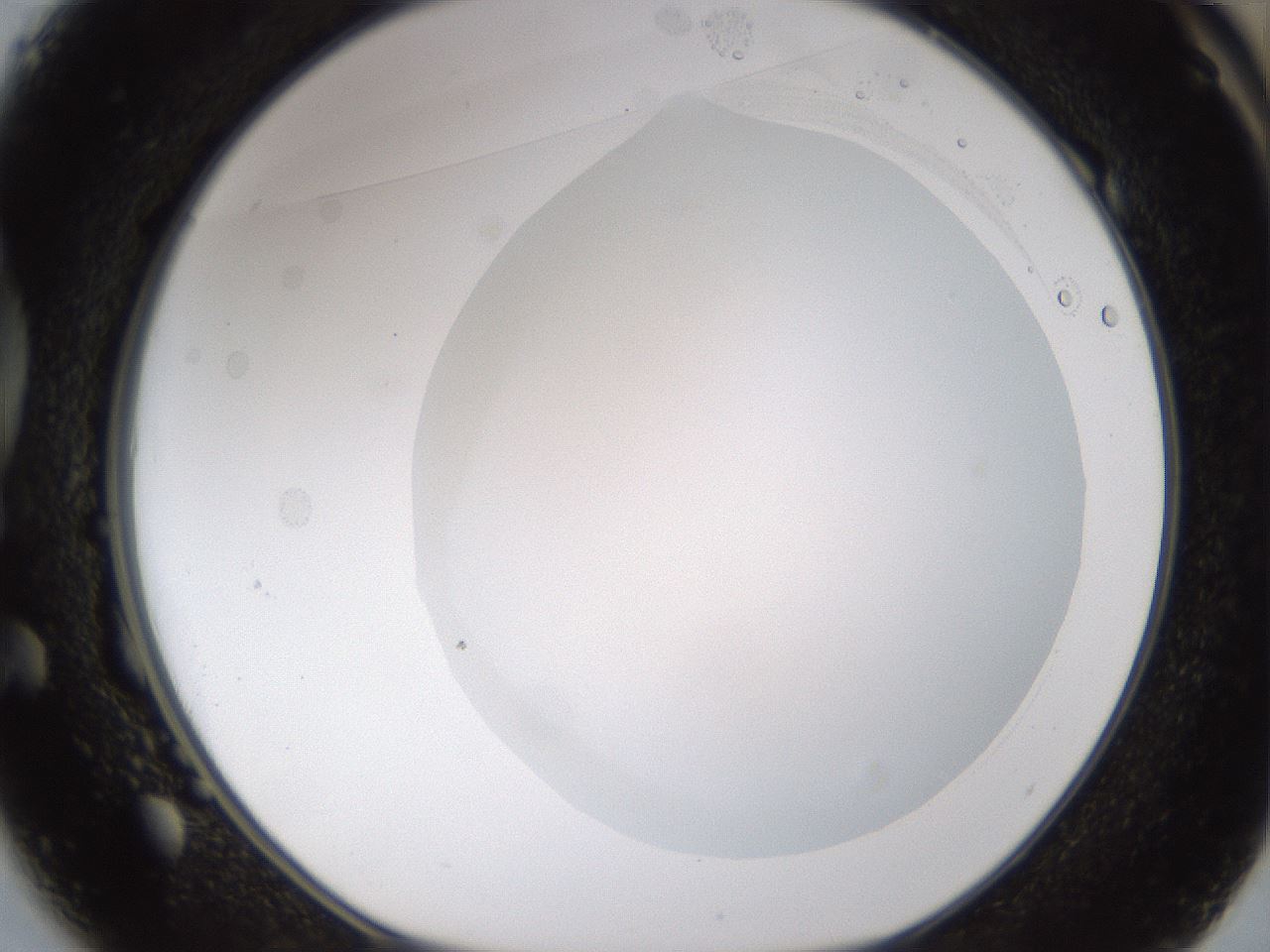 folderID176_plateID1176_batchID3247_wellNum49_profileID1_d1_r64687_ef.jpg