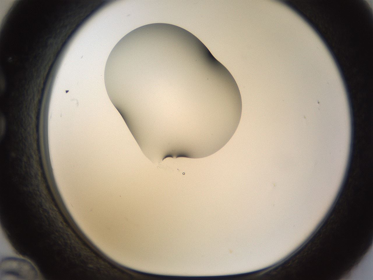 folderID177_plateID1177_batchID3246_wellNum36_profileID1_d1_r64578_ef.jpg