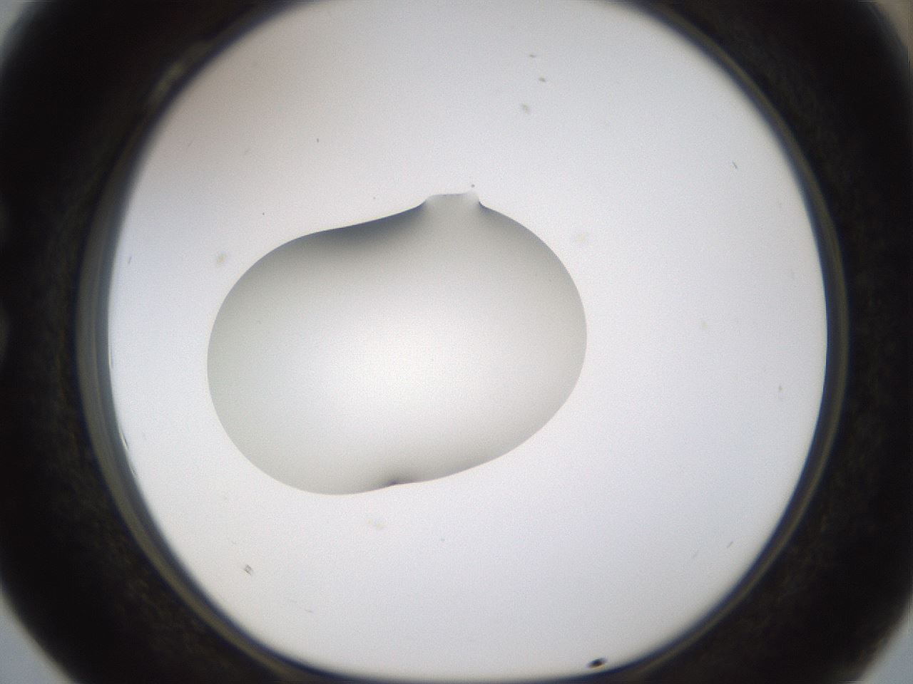folderID176_plateID1176_batchID3247_wellNum28_profileID1_d1_r64666_ef.jpg