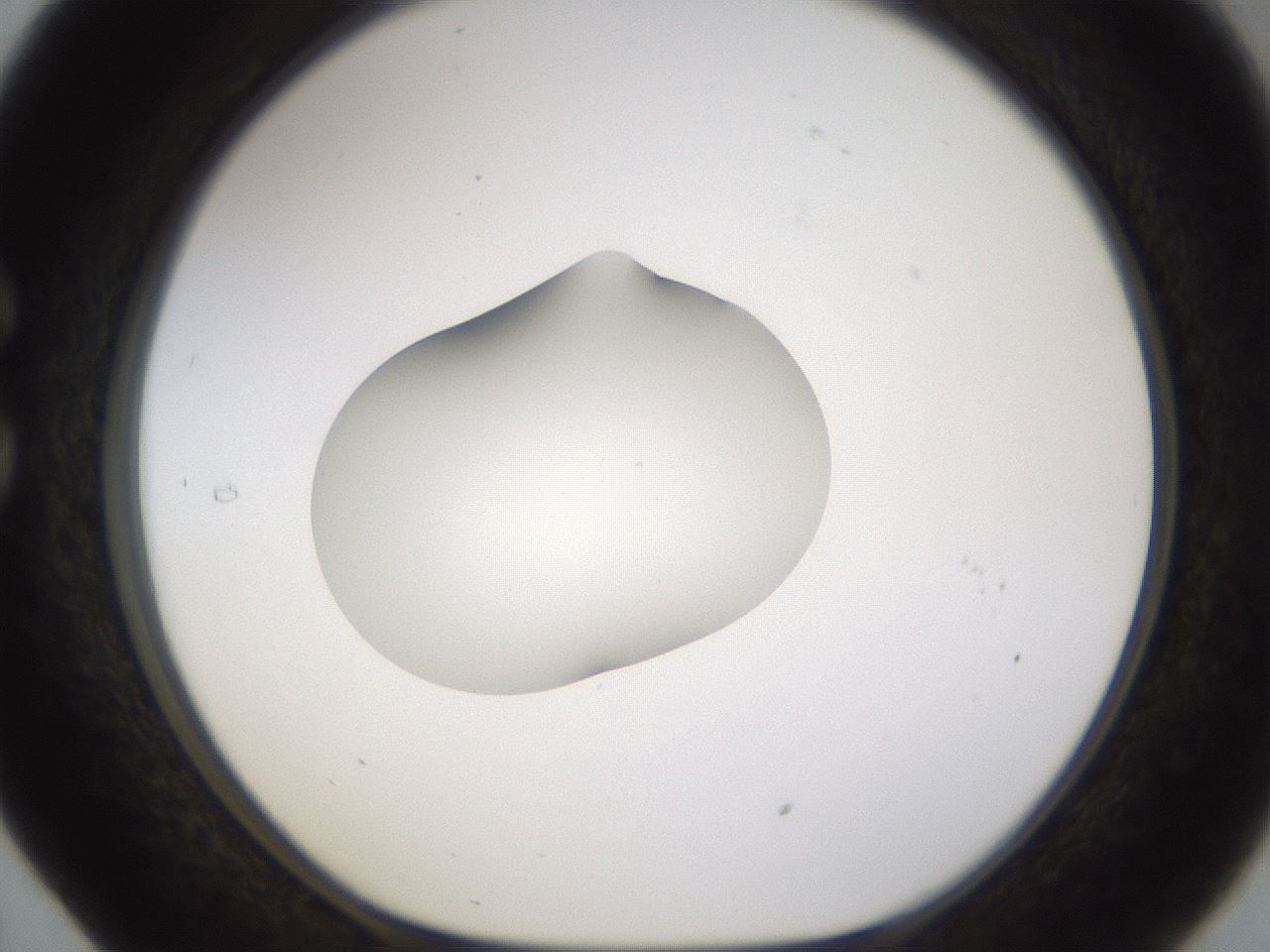 folderID176_plateID1176_batchID3247_wellNum29_profileID1_d1_r64667_ef.jpg