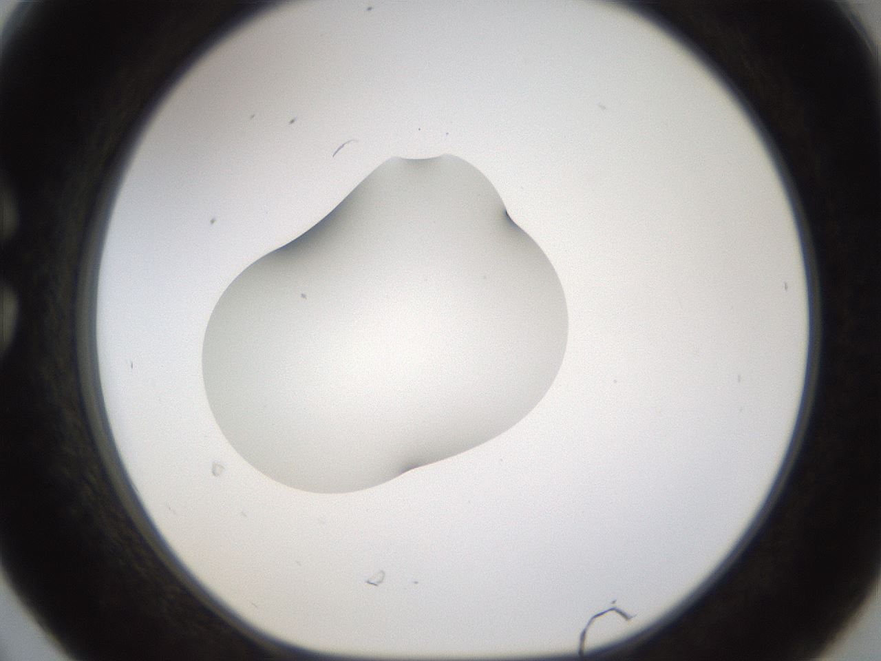 folderID176_plateID1176_batchID3247_wellNum30_profileID1_d1_r64668_ef.jpg