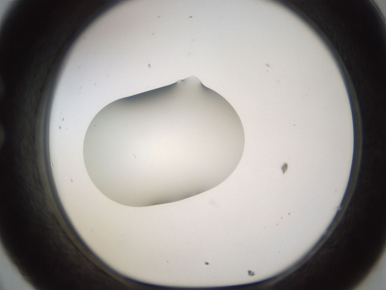 folderID176_plateID1176_batchID3247_wellNum32_profileID1_d1_r64670_ef.jpg