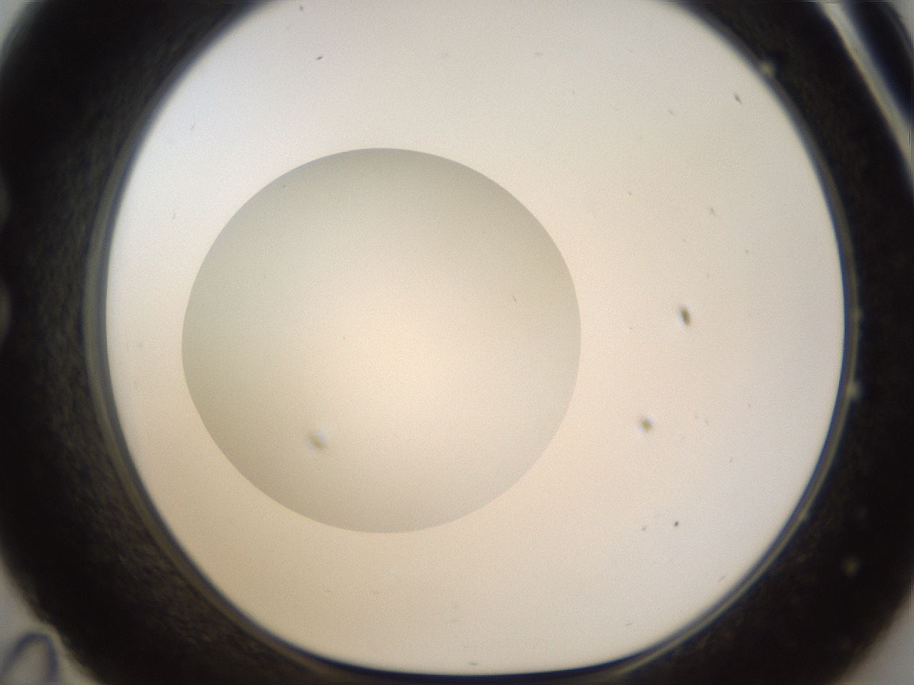 folderID176_plateID1176_batchID3247_wellNum35_profileID1_d1_r64673_ef.jpg