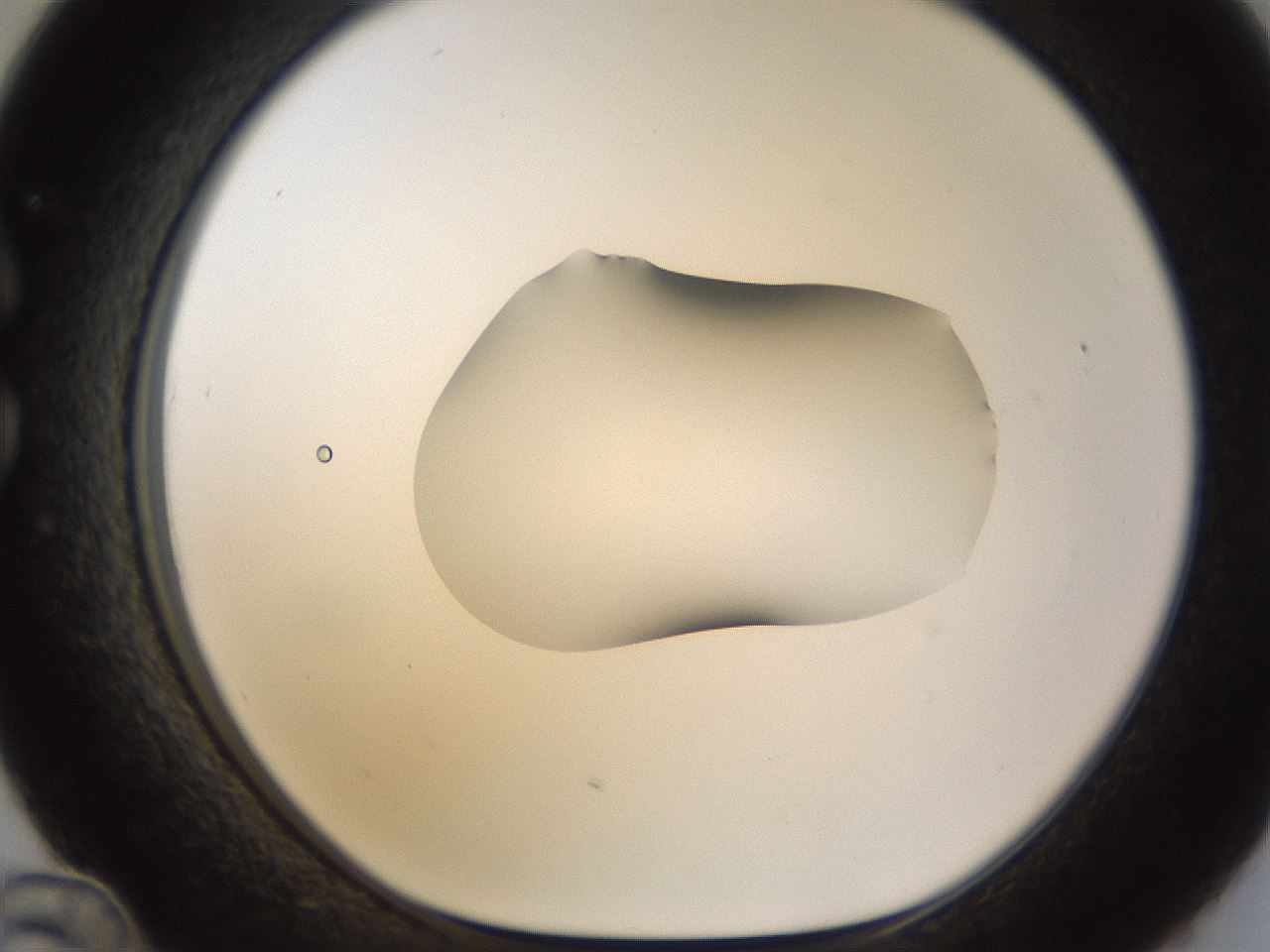 folderID176_plateID1176_batchID3247_wellNum36_profileID1_d1_r64674_ef.jpg