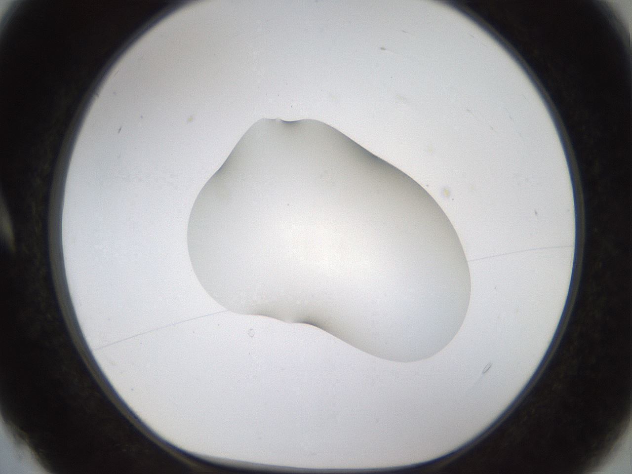 folderID176_plateID1176_batchID3247_wellNum4_profileID1_d1_r64642_ef.jpg