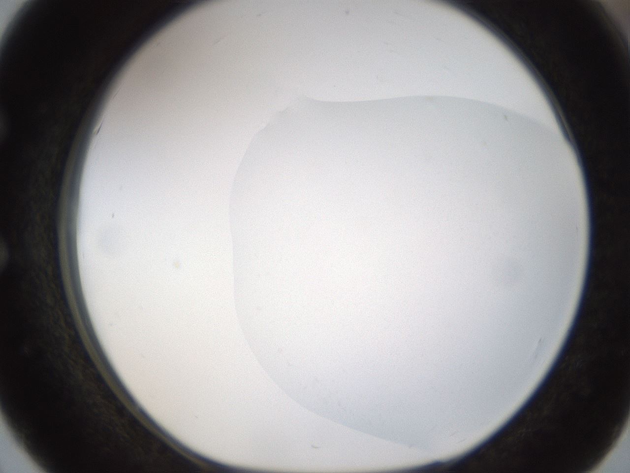 folderID176_plateID1176_batchID3247_wellNum51_profileID1_d1_r64689_ef.jpg