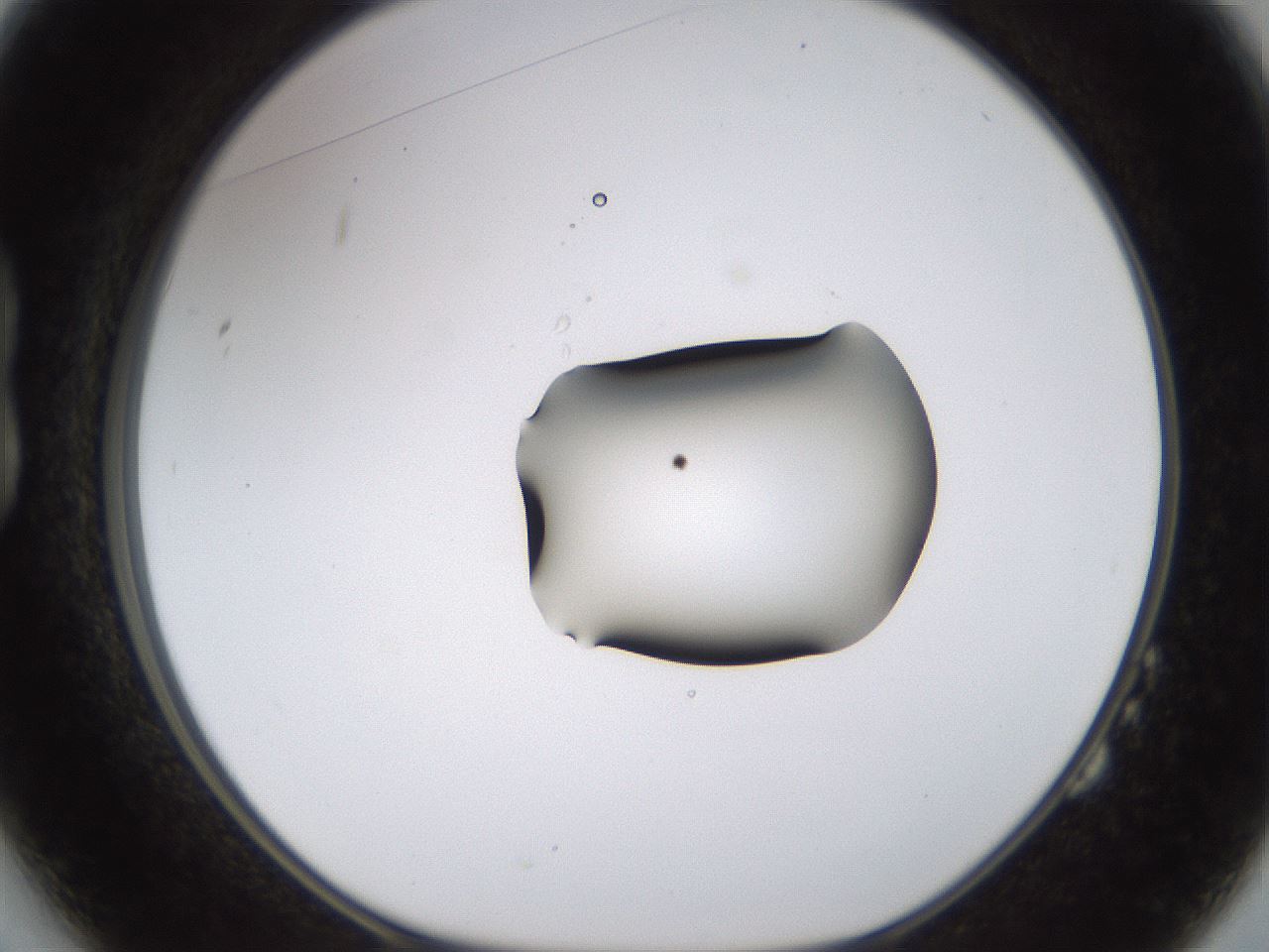 folderID177_plateID1177_batchID3246_wellNum14_profileID1_d1_r64556_ef.jpg