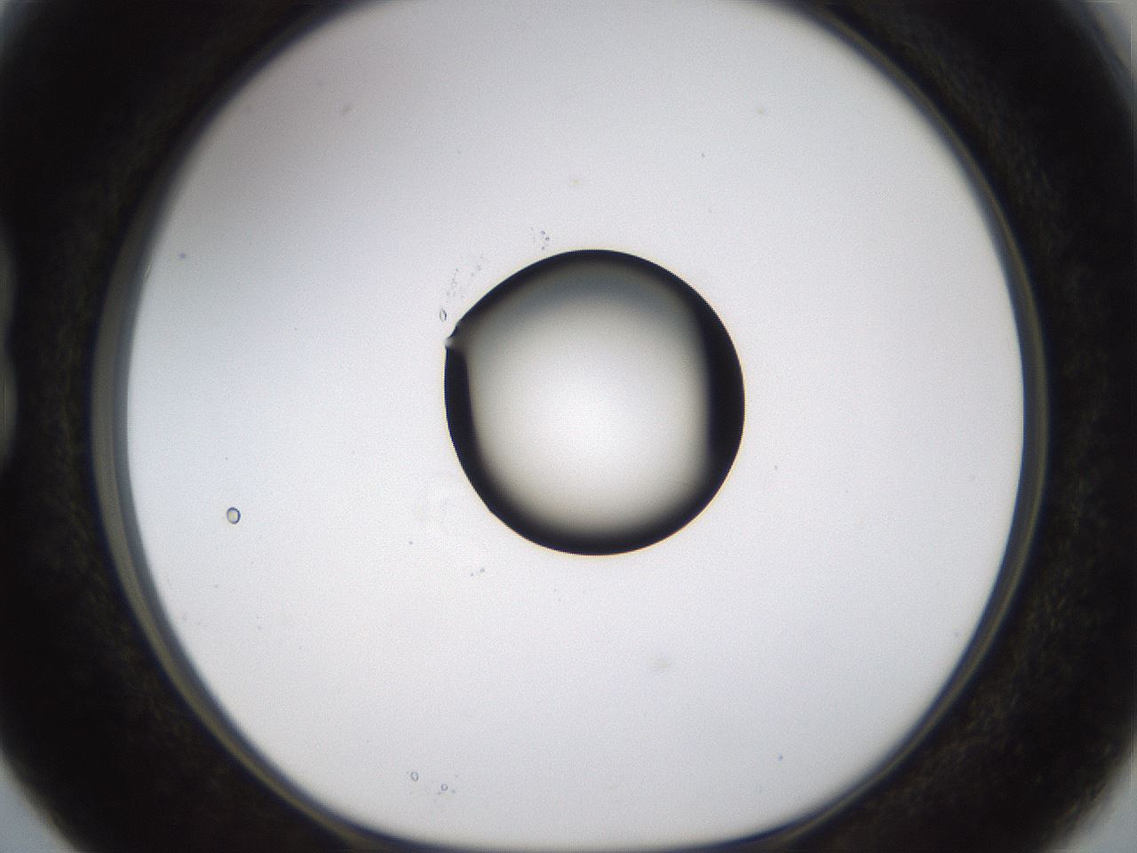 folderID177_plateID1177_batchID3246_wellNum15_profileID1_d1_r64557_ef.jpg