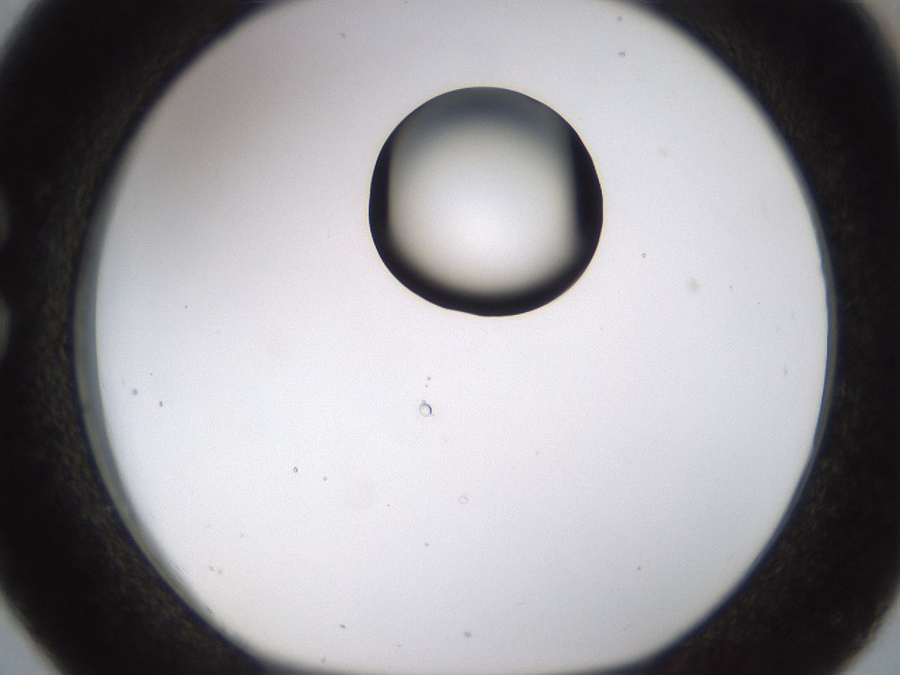 folderID177_plateID1177_batchID3246_wellNum26_profileID1_d1_r64568_ef.jpg