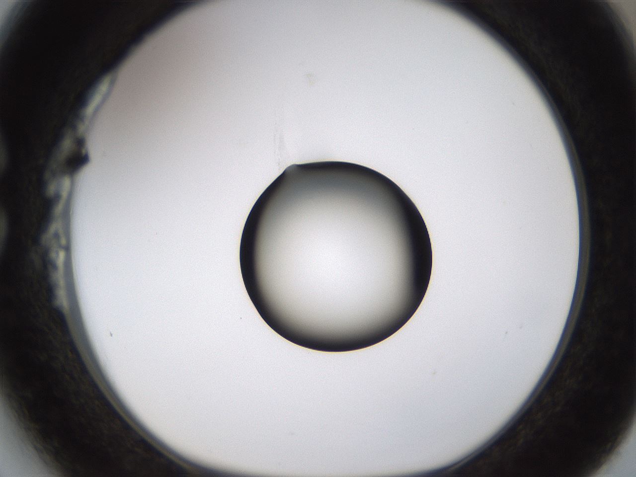 folderID177_plateID1177_batchID3246_wellNum27_profileID1_d1_r64569_ef.jpg