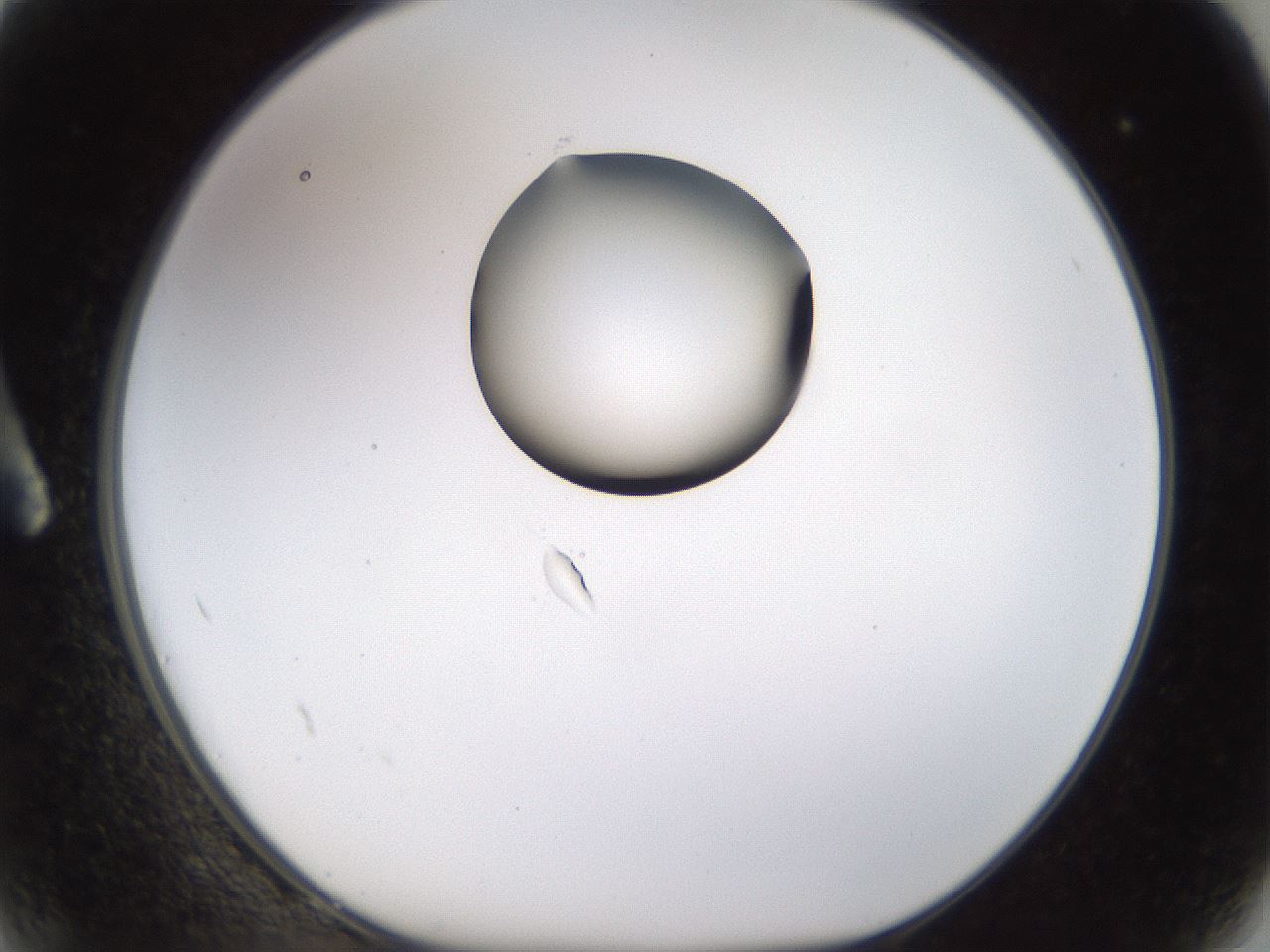 folderID177_plateID1177_batchID3246_wellNum2_profileID1_d1_r64544_ef.jpg