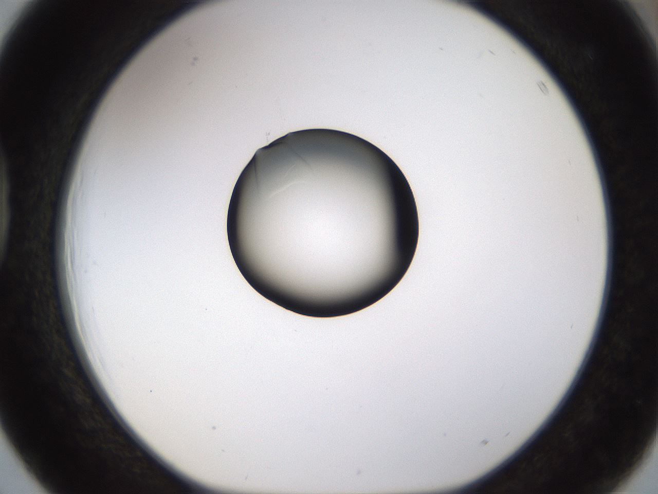 folderID177_plateID1177_batchID3246_wellNum39_profileID1_d1_r64581_ef.jpg
