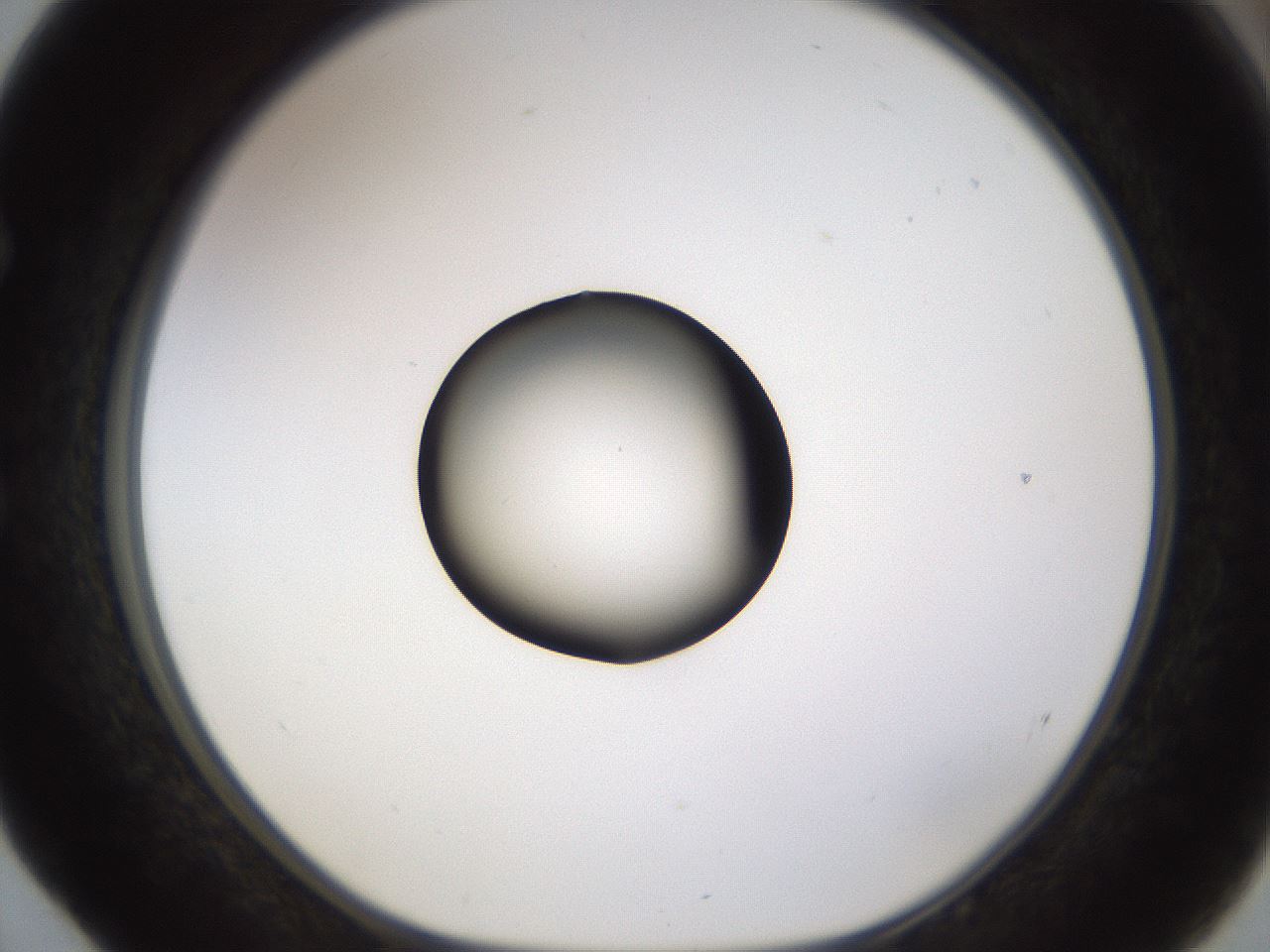 folderID177_plateID1177_batchID3246_wellNum52_profileID1_d1_r64594_ef.jpg