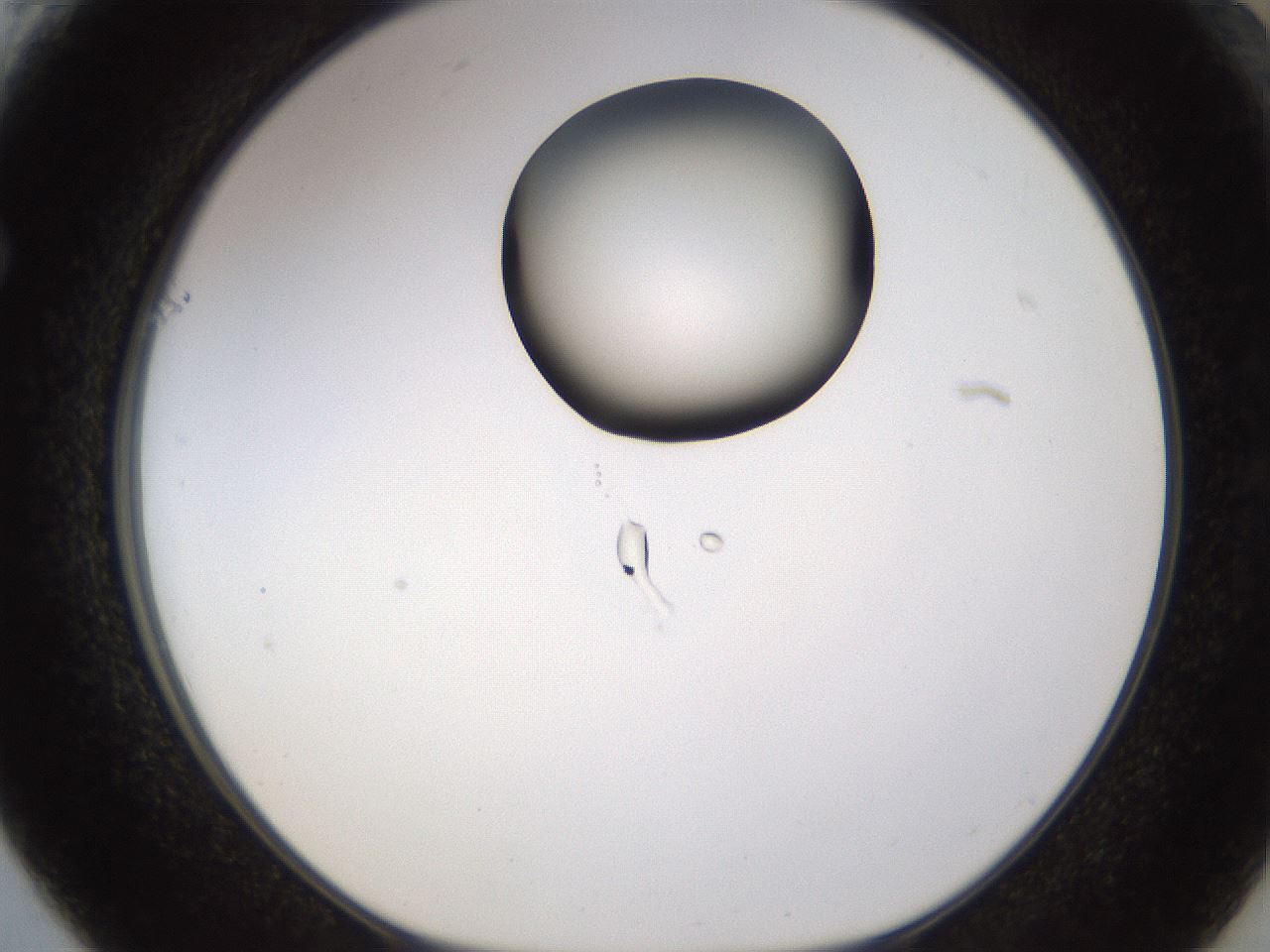 folderID177_plateID1177_batchID3246_wellNum61_profileID1_d1_r64603_ef.jpg