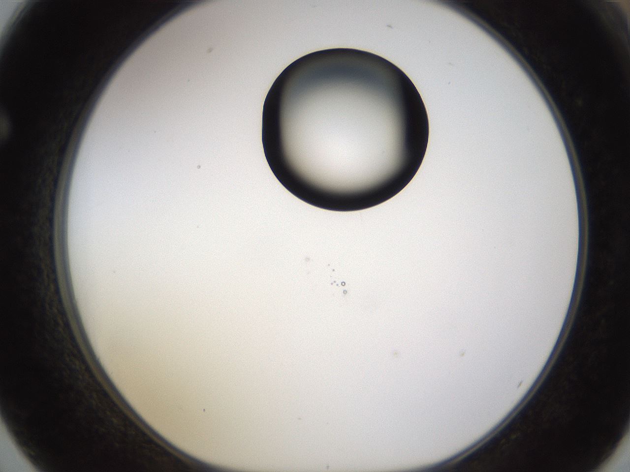 folderID177_plateID1177_batchID3246_wellNum62_profileID1_d1_r64604_ef.jpg