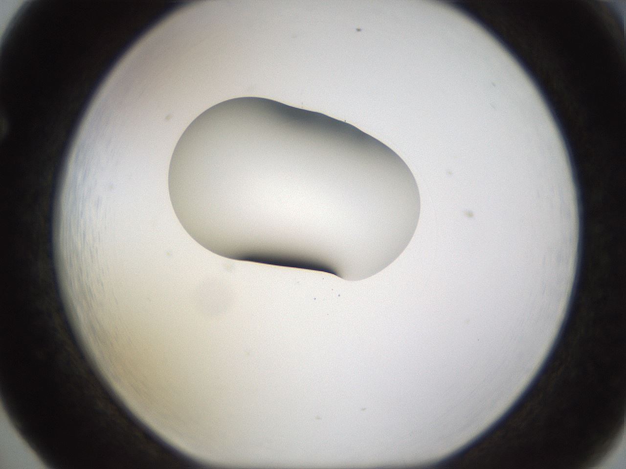 folderID177_plateID1177_batchID3246_wellNum65_profileID1_d1_r64607_ef.jpg