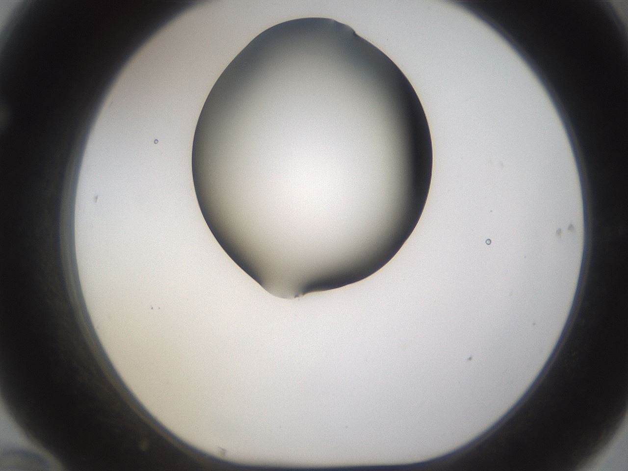 folderID177_plateID1177_batchID3246_wellNum70_profileID1_d1_r64612_ef.jpg