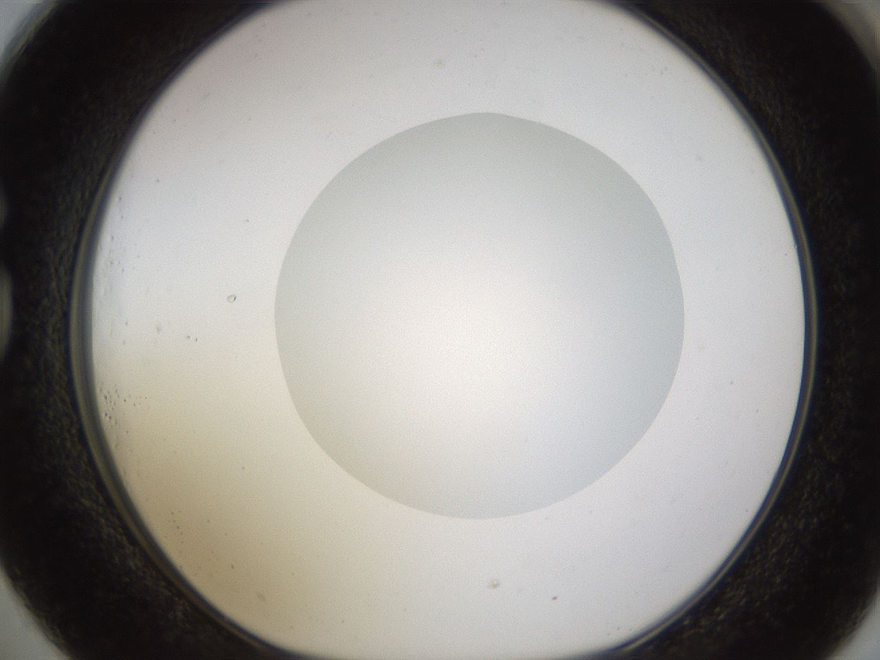 folderID177_plateID1177_batchID3246_wellNum73_profileID1_d1_r64615_ef.jpg