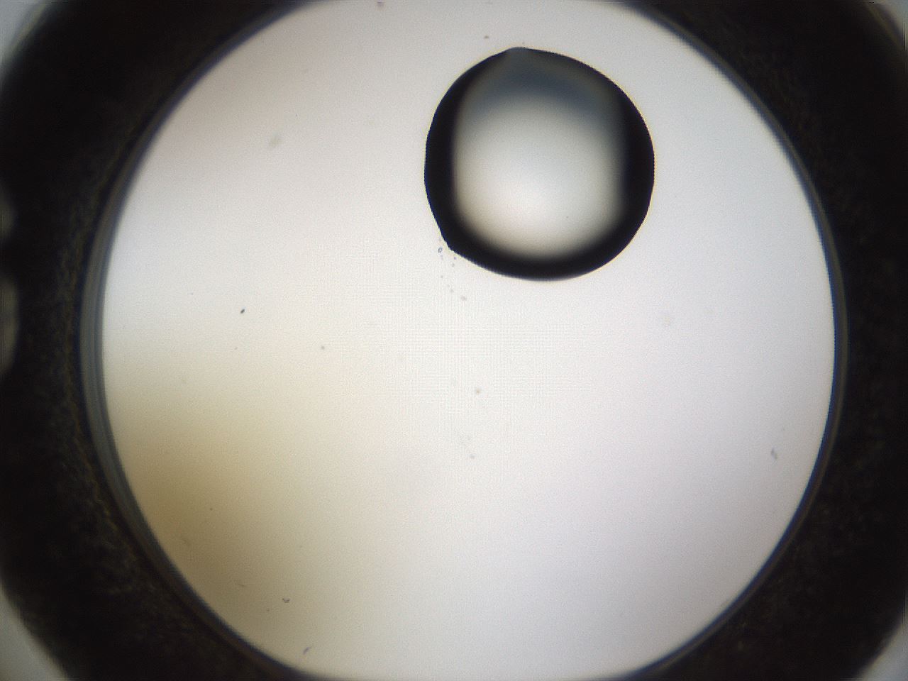 folderID177_plateID1177_batchID3246_wellNum74_profileID1_d1_r64616_ef.jpg