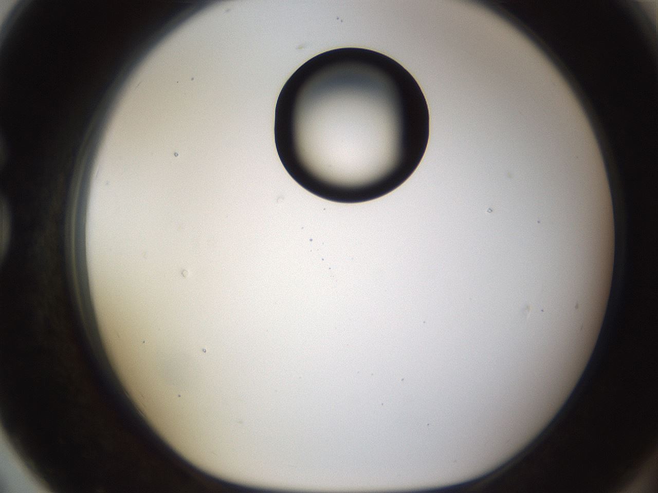 folderID177_plateID1177_batchID3246_wellNum79_profileID1_d1_r64621_ef.jpg