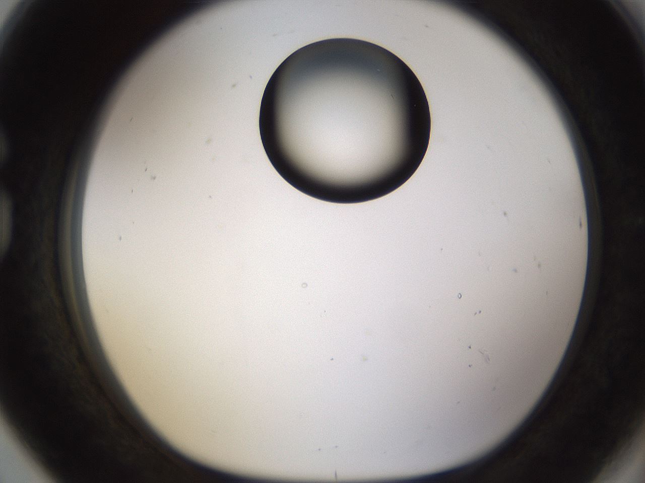 folderID177_plateID1177_batchID3246_wellNum80_profileID1_d1_r64622_ef.jpg