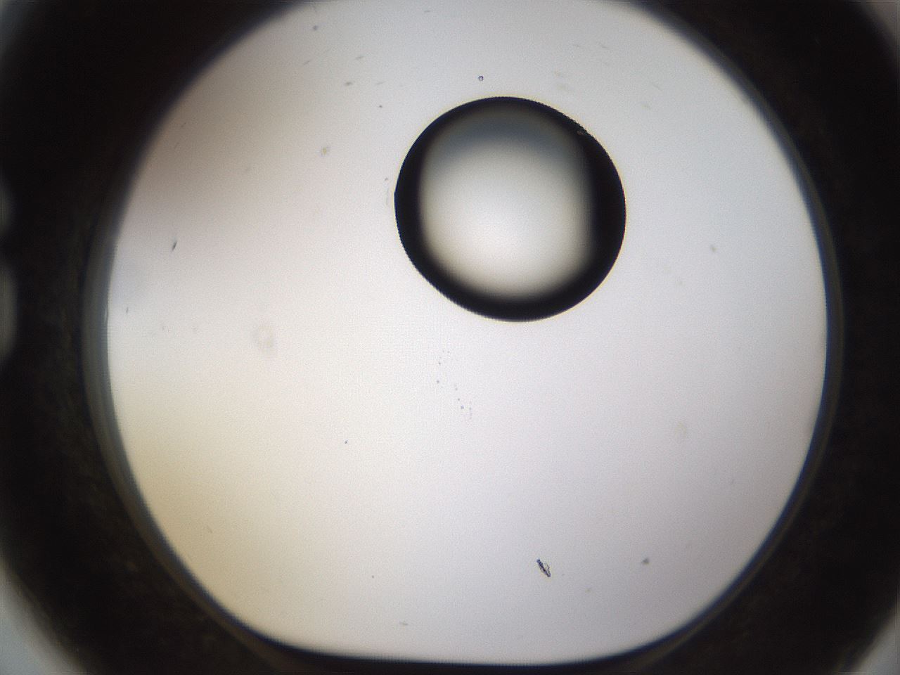 folderID177_plateID1177_batchID3246_wellNum81_profileID1_d1_r64623_ef.jpg