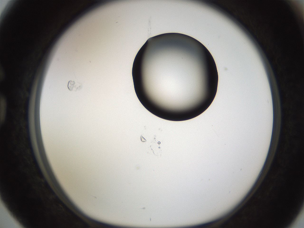 folderID177_plateID1177_batchID3246_wellNum76_profileID1_d1_r64618_ef.jpg