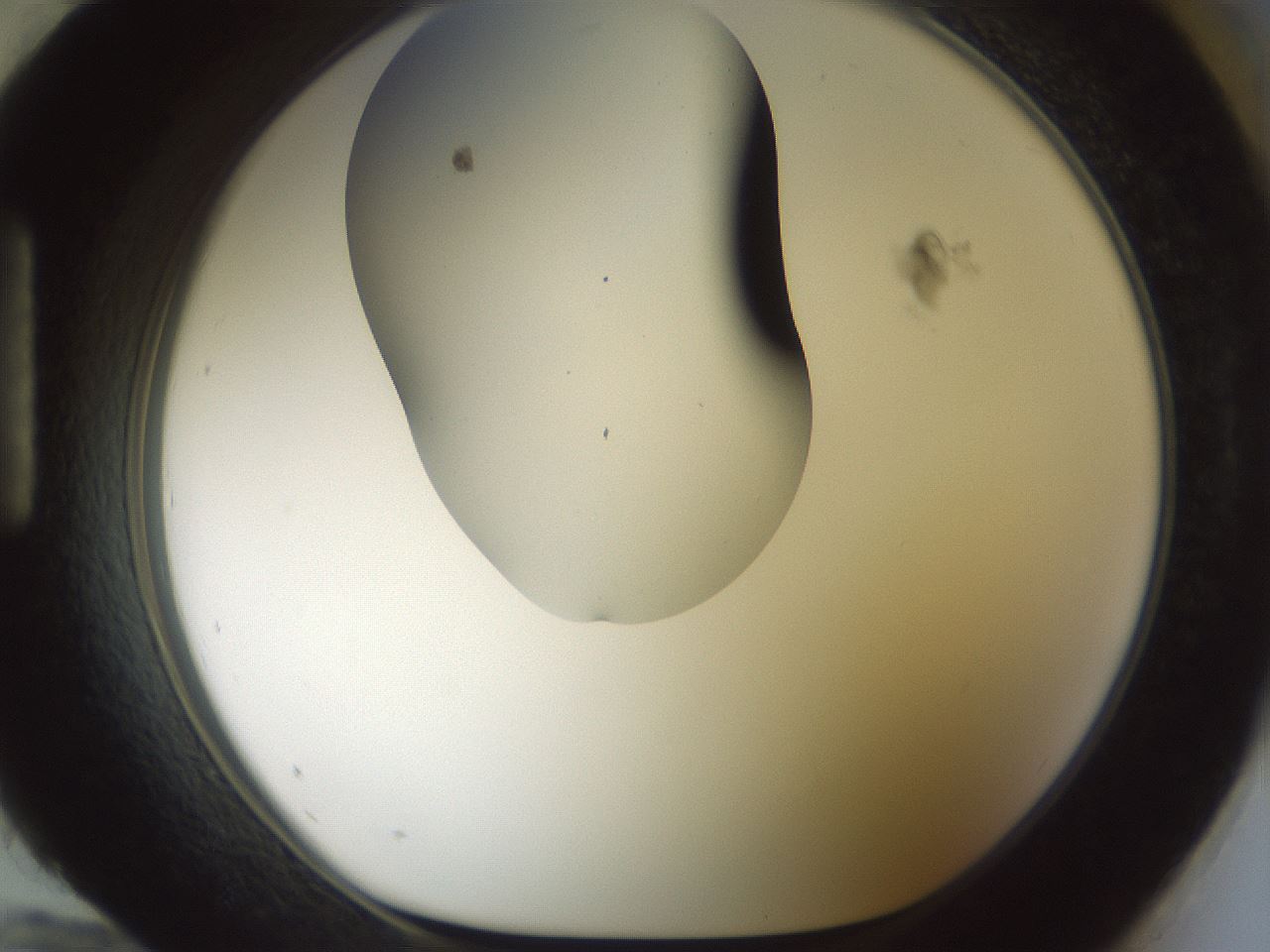 folderID179_plateID1179_batchID3362_wellNum96_profileID1_d1_r65502_ef.jpg