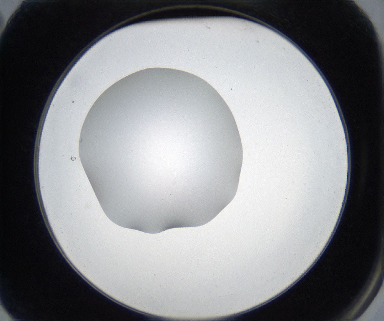 folderID177_plateID2177_batchID9607_wellNum2_profileID1_d2_r146570_ef.jpg