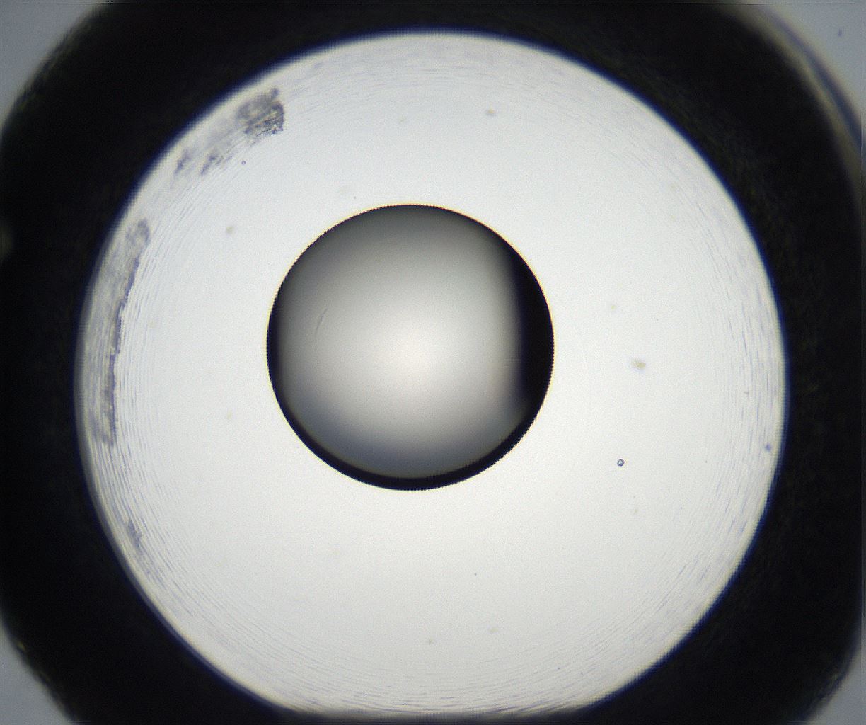 folderID177_plateID2177_batchID9607_wellNum65_profileID1_d1_r146695_ef.jpg