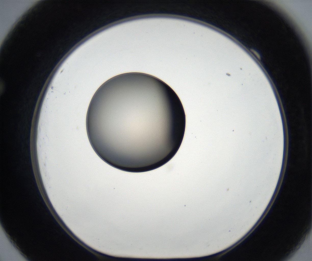 folderID177_plateID2177_batchID9607_wellNum69_profileID1_d1_r146703_ef.jpg