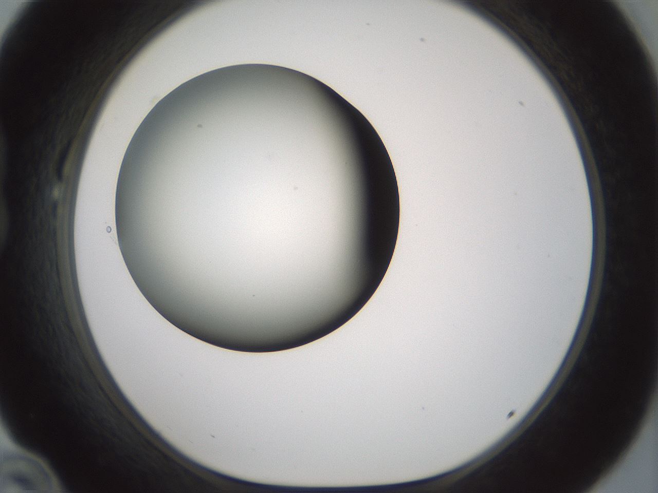 folderID179_plateID1179_batchID3362_wellNum22_profileID1_d1_r65428_ef.jpg