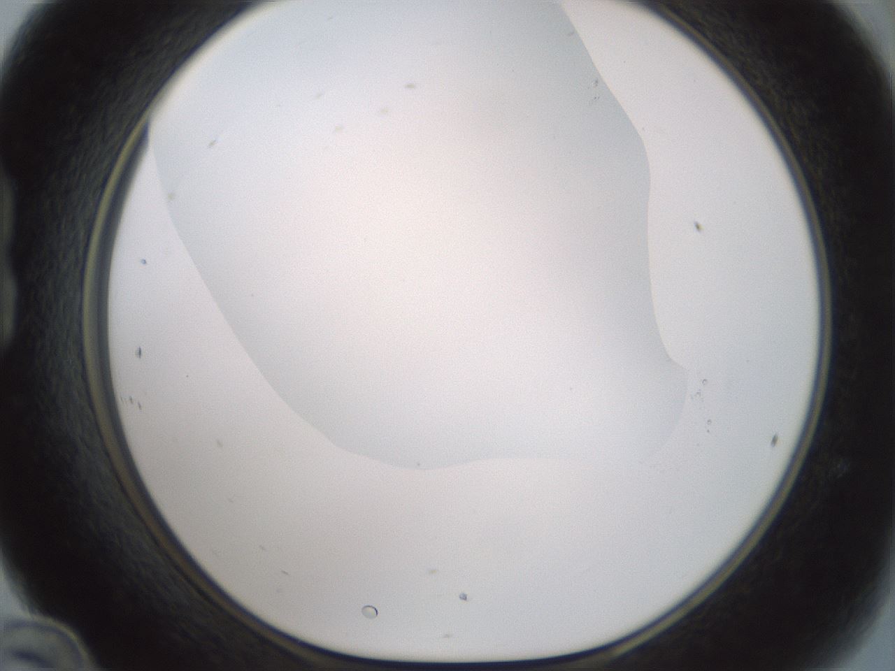 folderID179_plateID1179_batchID3362_wellNum24_profileID1_d1_r65430_ef.jpg